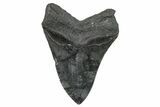 Serrated, Fossil Megalodon Tooth - South Carolina #236287-2